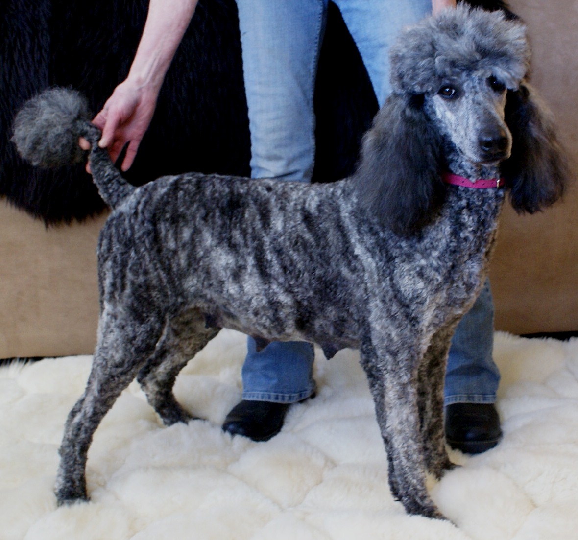 waggin-tails-poodle-2 Layla mama